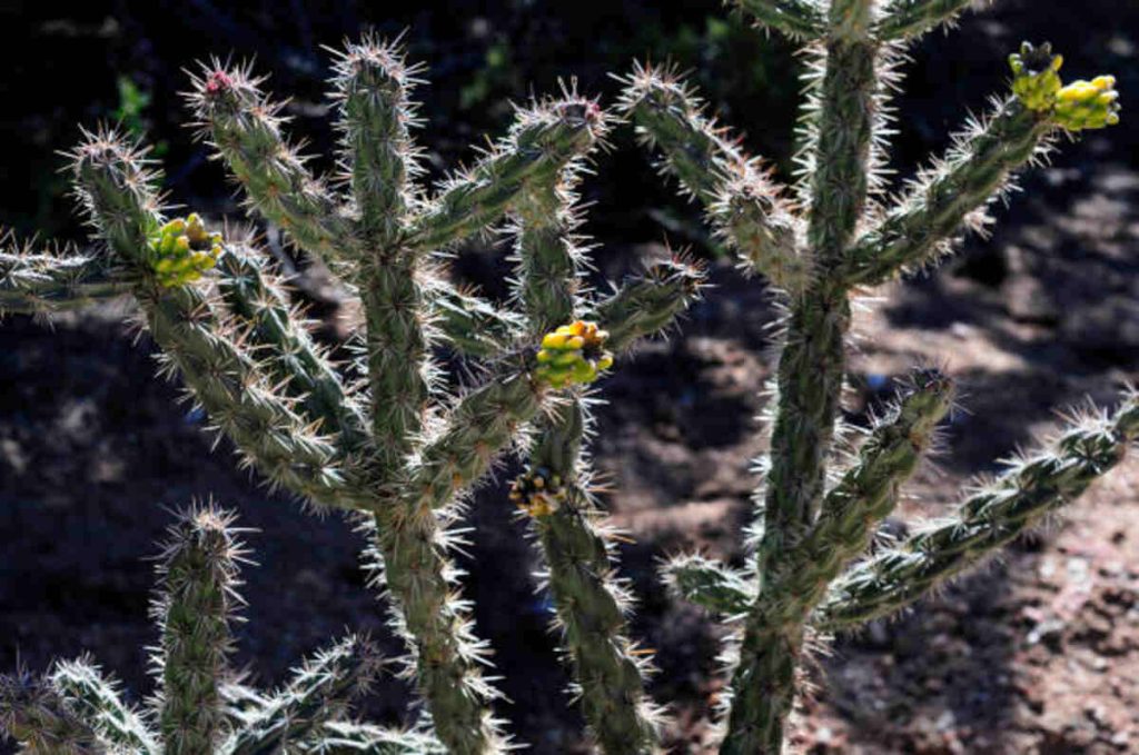 peyote cactus for sale