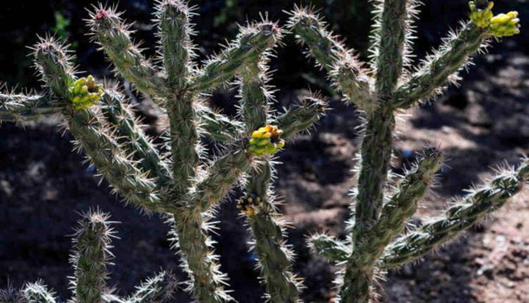 peyote cactus for sale