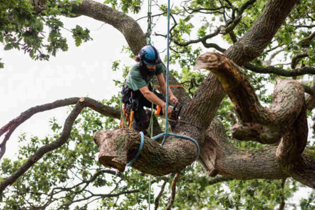 tree removal