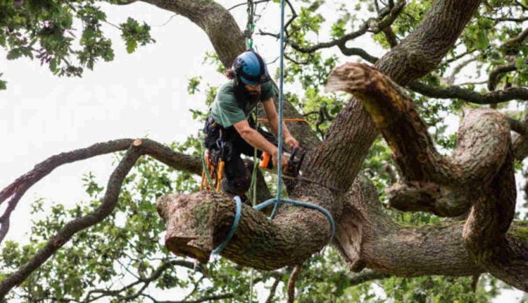 tree removal