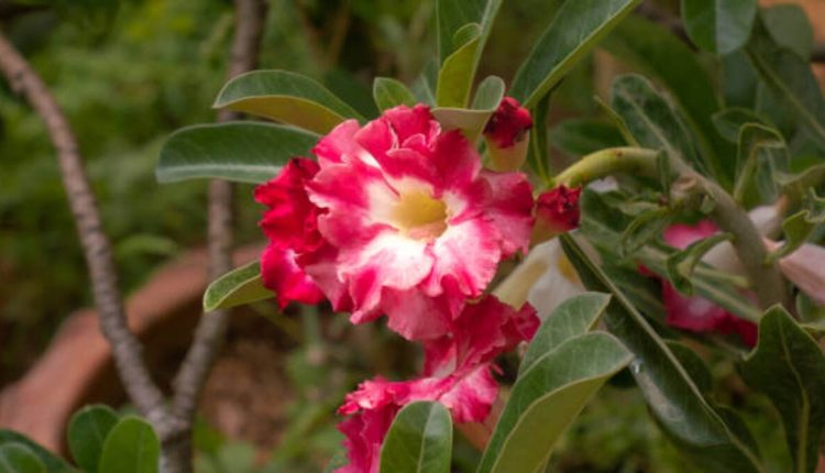 Catalina Flower - A Symbol of Good Fortune and Prosperity