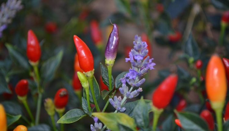 Companion Plants