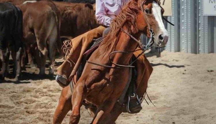Horse Weigh