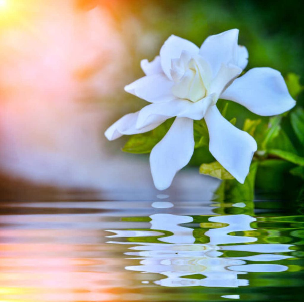 Azucena Flowers - A Symbol of Pureness and Innocence