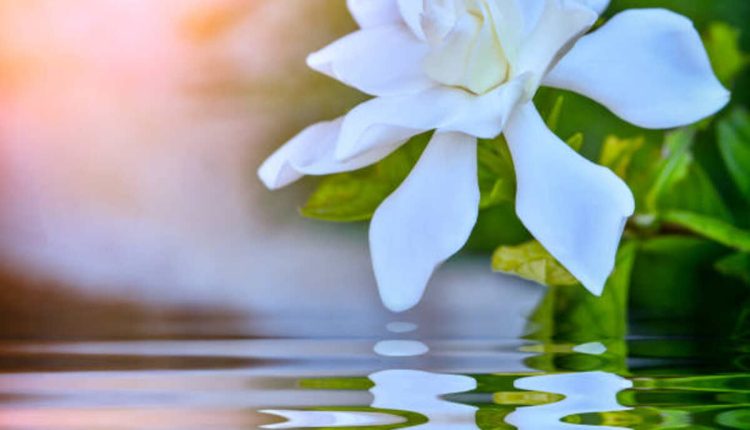 Azucena Flowers - A Symbol of Pureness and Innocence