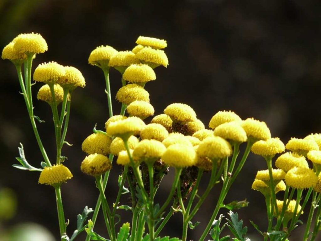 Compass Plant