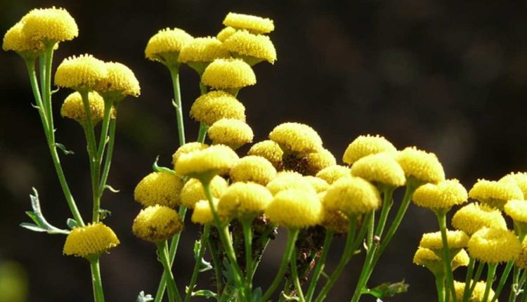 Compass Plant