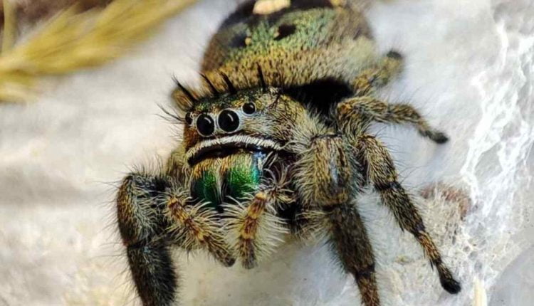 jumping spiders for sale