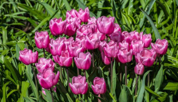 Flower Farms Near Me in New York
