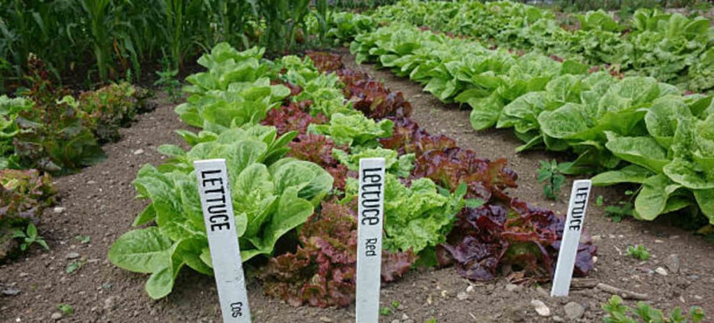Malta Farm and Garden