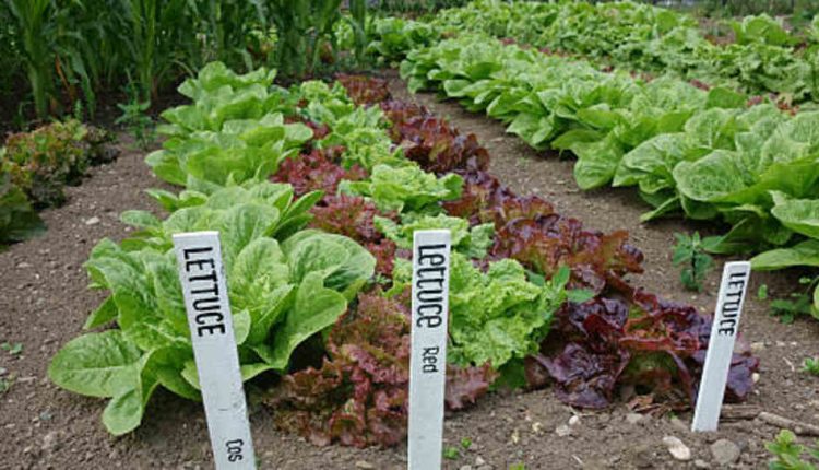 Malta Farm and Garden