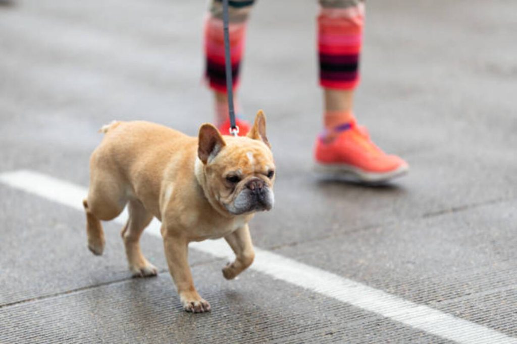Adopt a Dog From Craigslist Pets Cincinnati