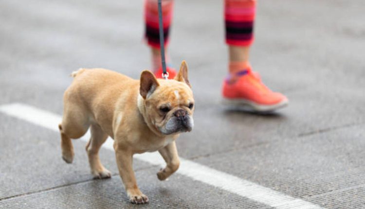 Adopt a Dog From Craigslist Pets Cincinnati