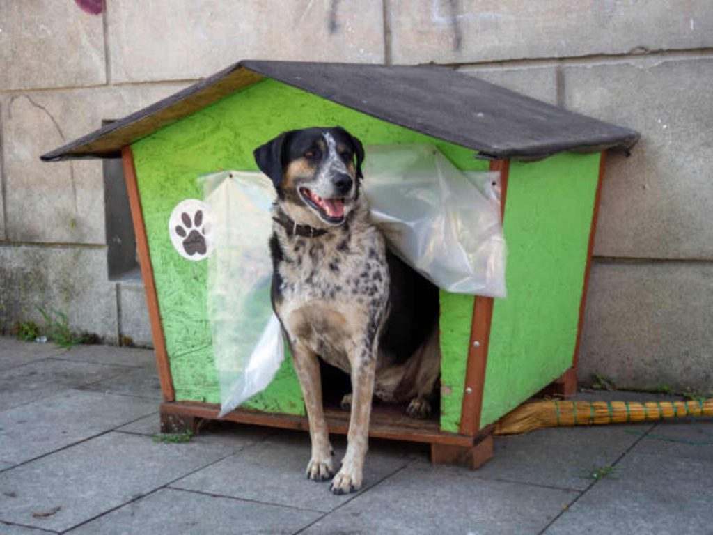 Find Georgia Pets on Craigslist