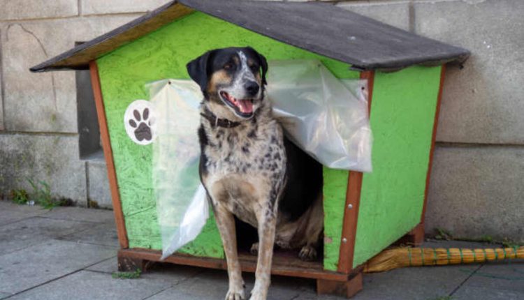 Find Georgia Pets on Craigslist