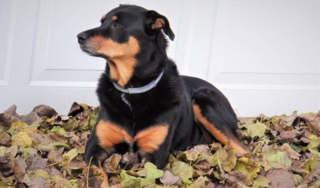 Craigslist Champaign Il Pets