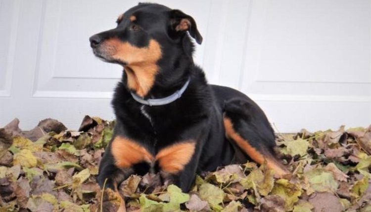 Craigslist Champaign Il Pets