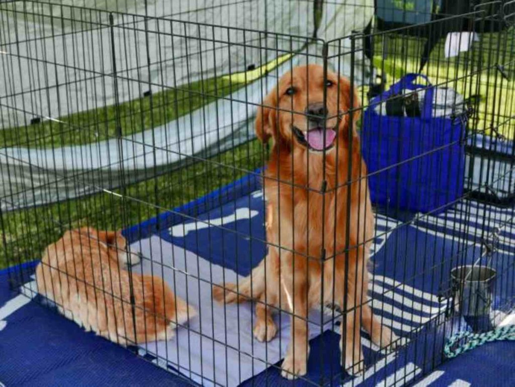 Find Pets For Sale and Adoption in Allentown, PA