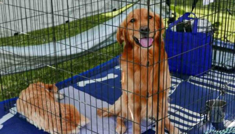 Find Pets For Sale and Adoption in Allentown, PA