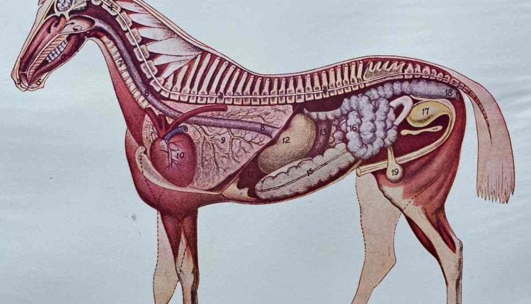 horse anatomy