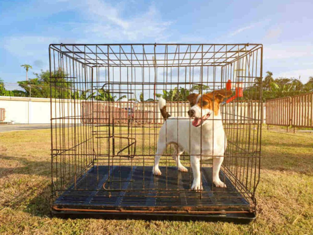 Adopting a Pet Through Craigslist