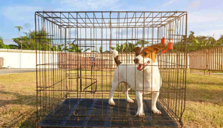 Adopting a Pet Through Craigslist