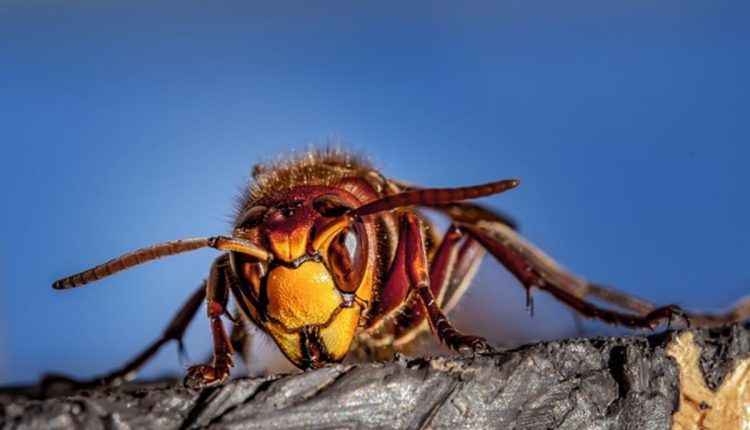 pest control