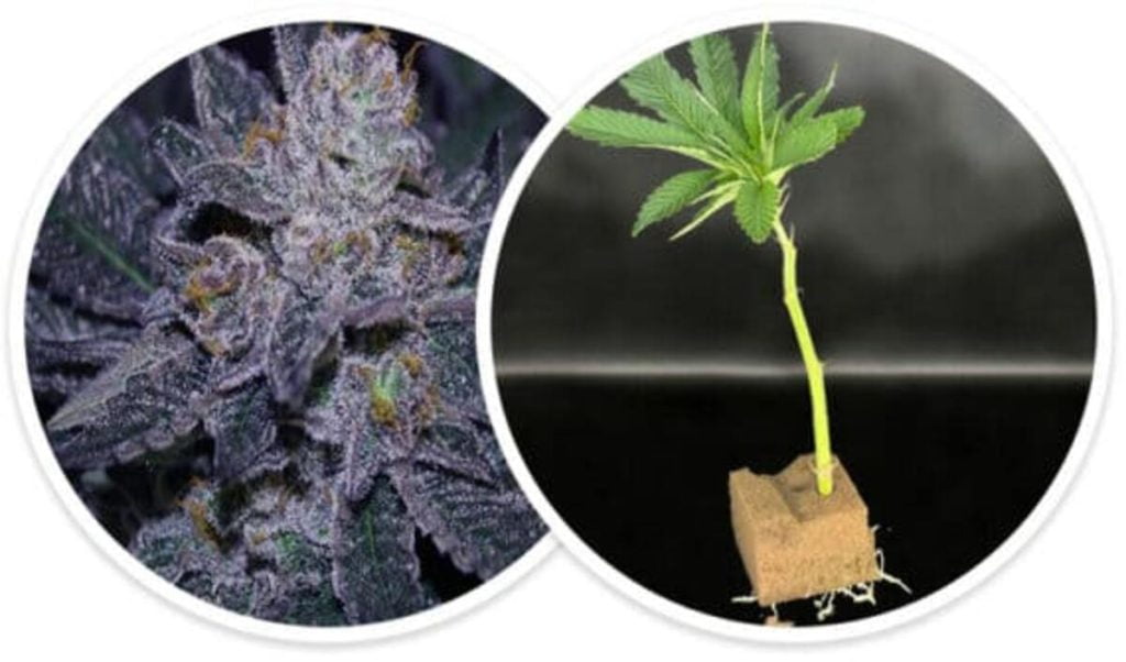 Clones marijuana