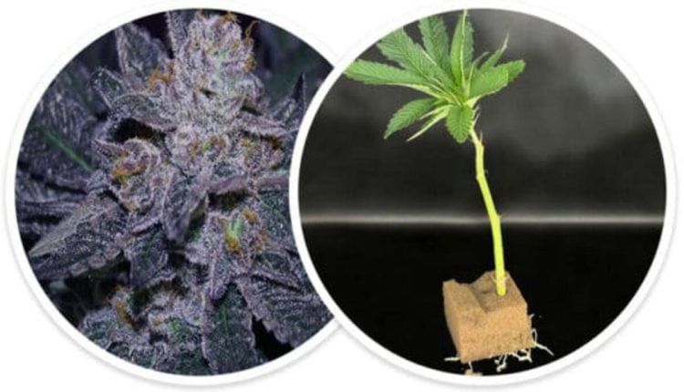 Clones marijuana