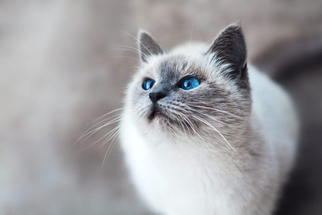 munchkin cat for sale