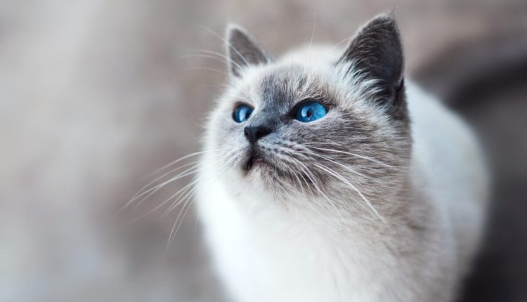 munchkin cat for sale