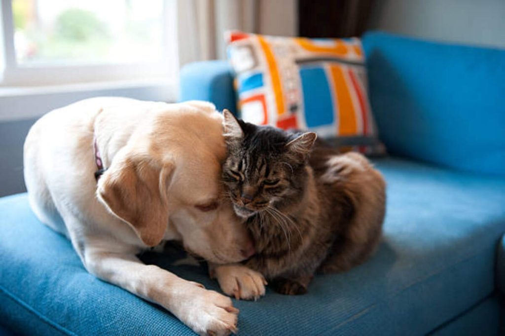 munchkin cat breeders near me