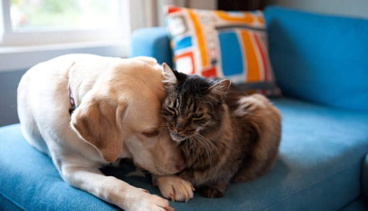 munchkin cat breeders near me