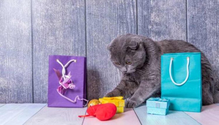 cat themed gifts