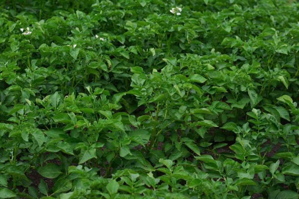 potato how to plant
