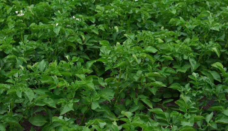 potato how to plant