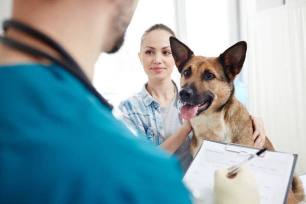 Pet insurance