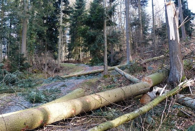 Recovering from Storm Damage