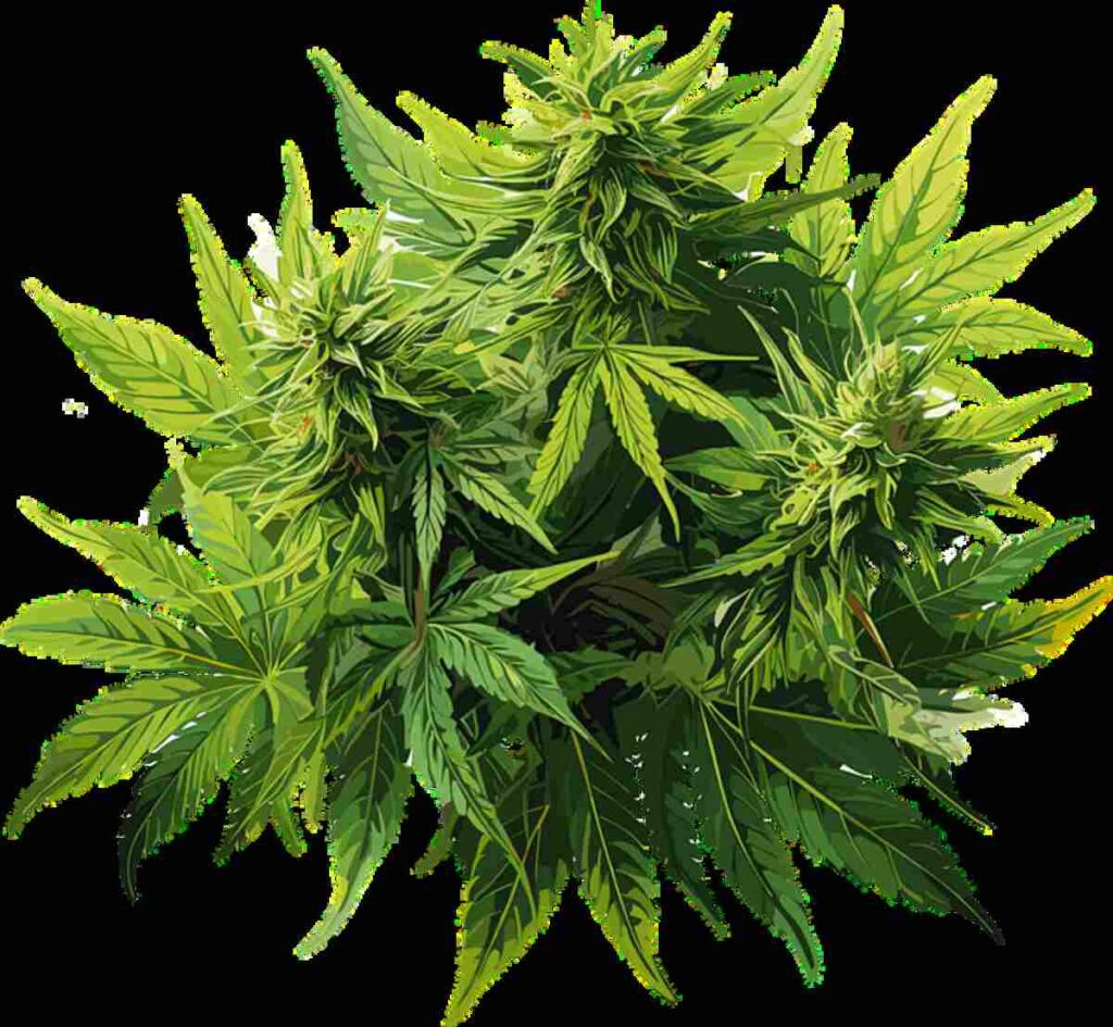 Understanding the Strength of THCA Flower