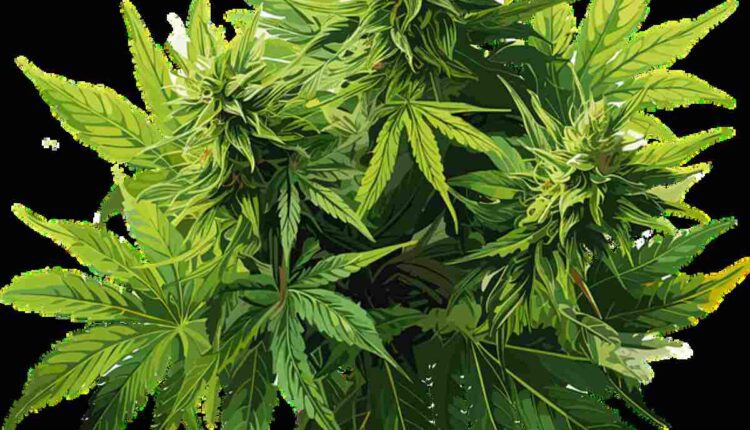 Understanding the Strength of THCA Flower