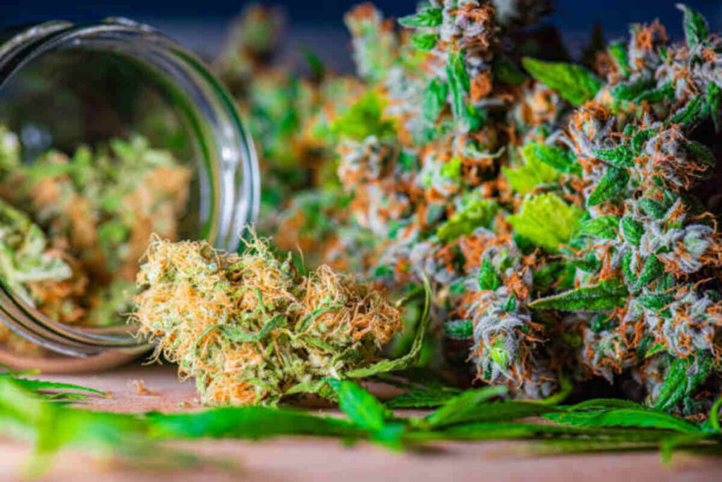 Going through the Best Philly Dispensaries Right now