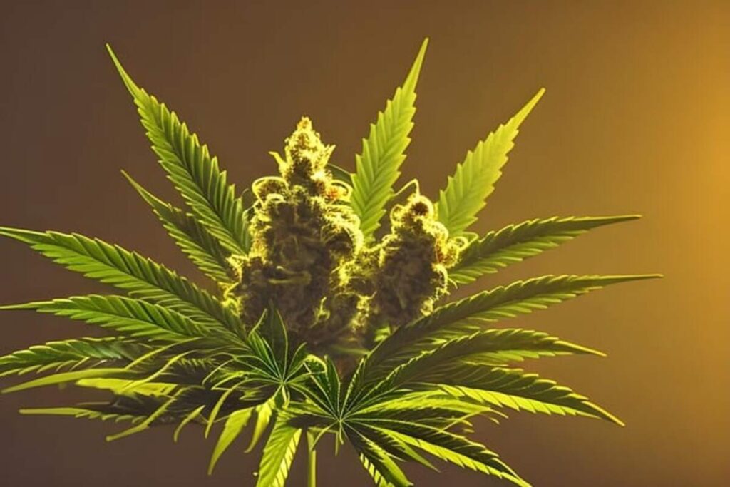 Rewards and Uses of THCA Hemp Flower