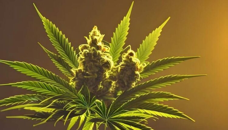 Rewards and Uses of THCA Hemp Flower