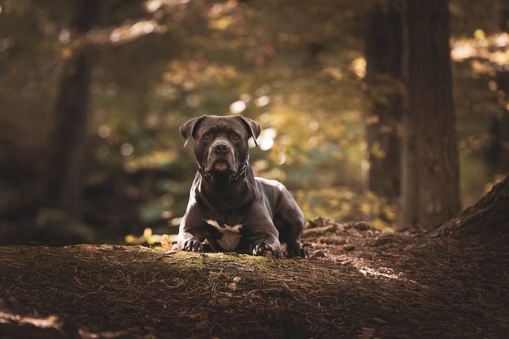 American bully puppies for sale
