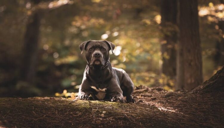 American bully puppies for sale