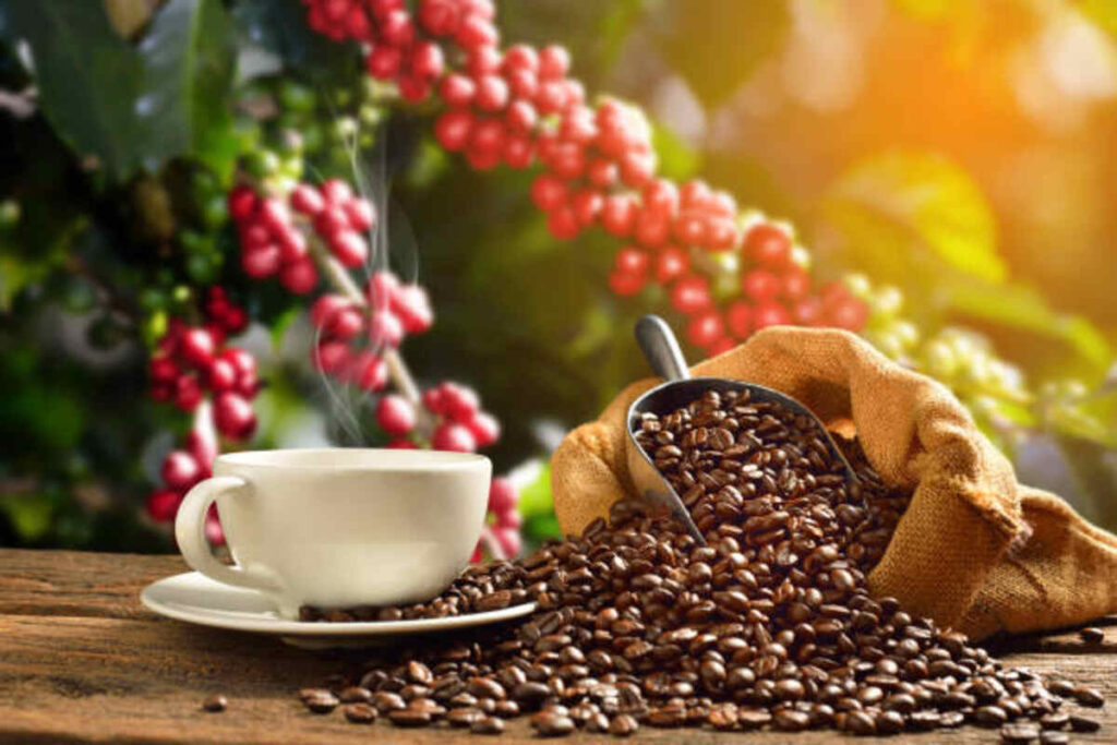 Human bean coffee Incredible 7