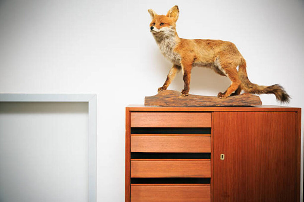 How to Choose Taxidermy Mounts Wisely