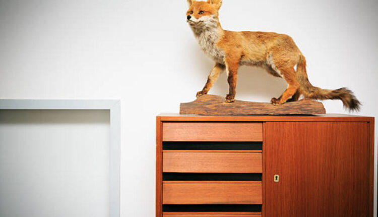How to Choose Taxidermy Mounts Wisely