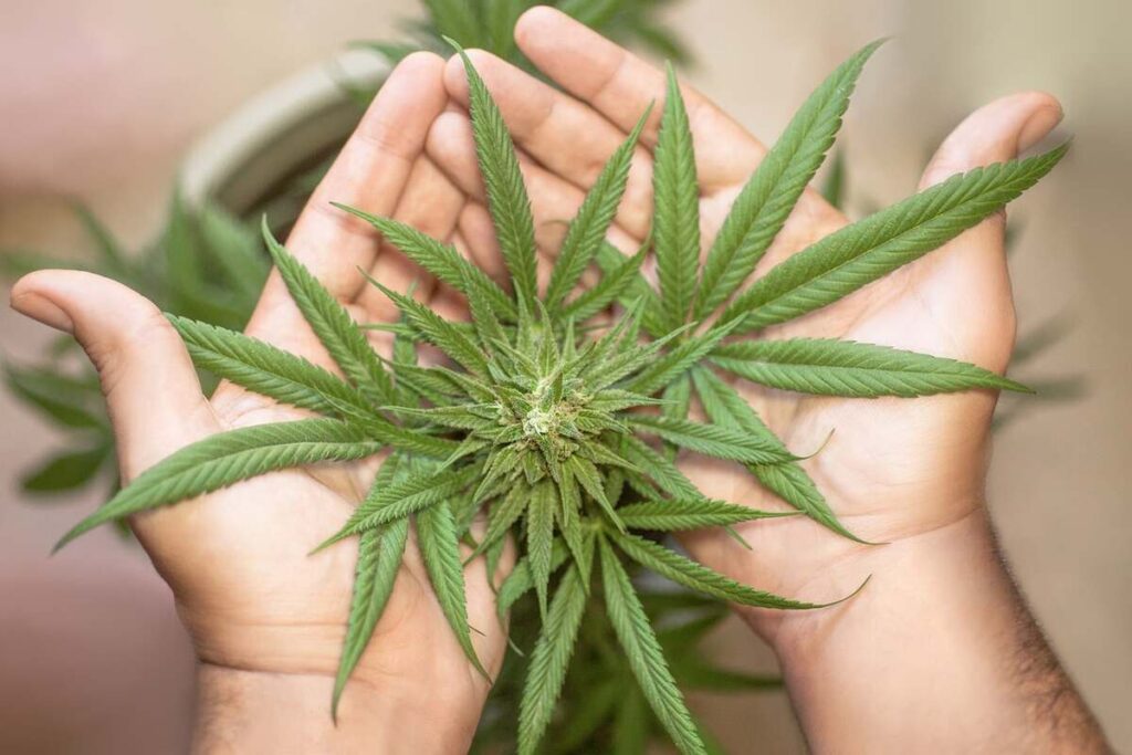 clones for sale