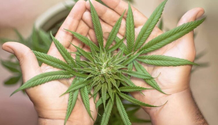 clones for sale